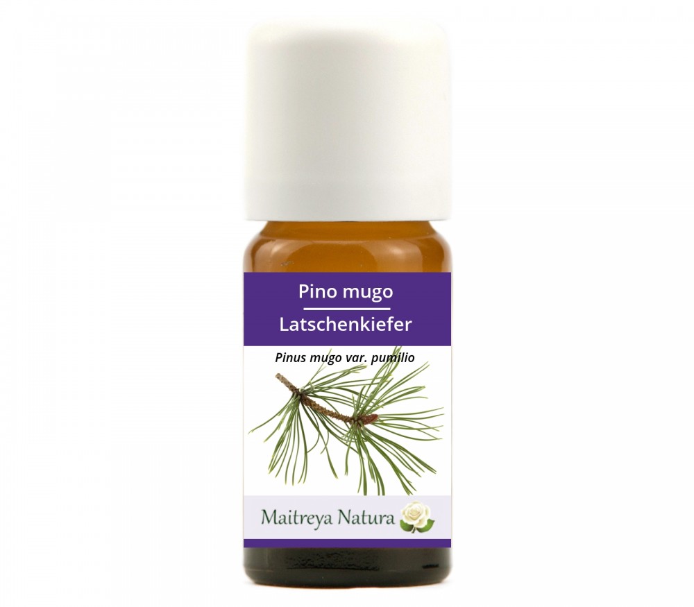 Online kaufen: Latschenkiefer Online kaufen: Latschenkiefer