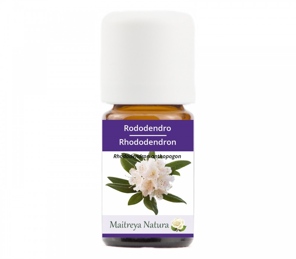 Online kaufen: Rhododendron Online kaufen: Rhododendron