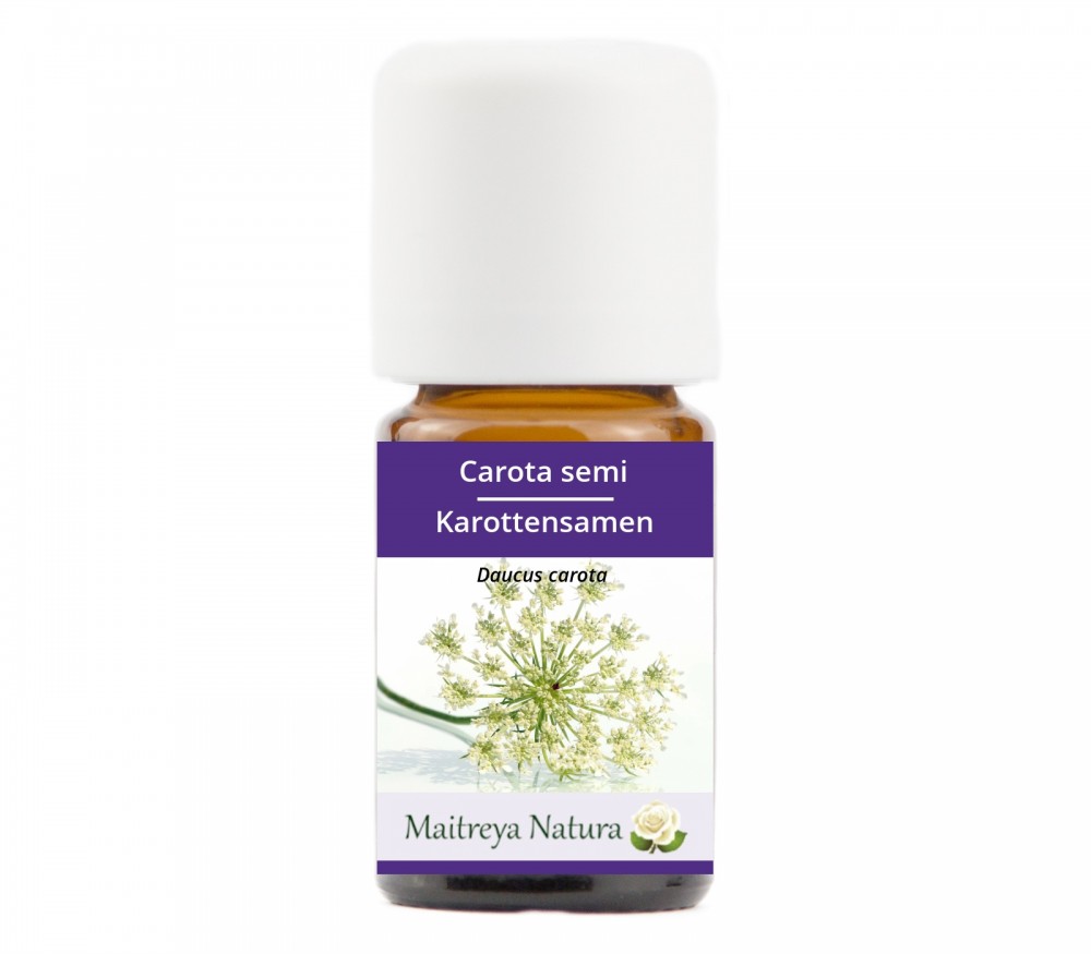 Online kaufen: Karottensamen Online kaufen: Karottensamen