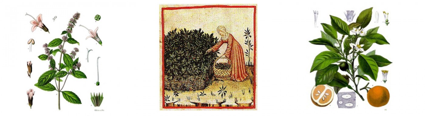 Legenden über ätherische Öle Legenden