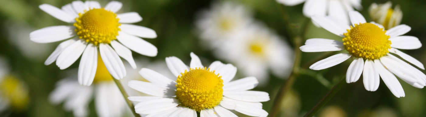 Kamillenöl blau – das ätherische Öl zur Beruhigung der Haut Kamille Blau