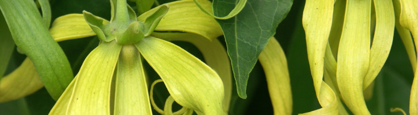 Ylang Ylang