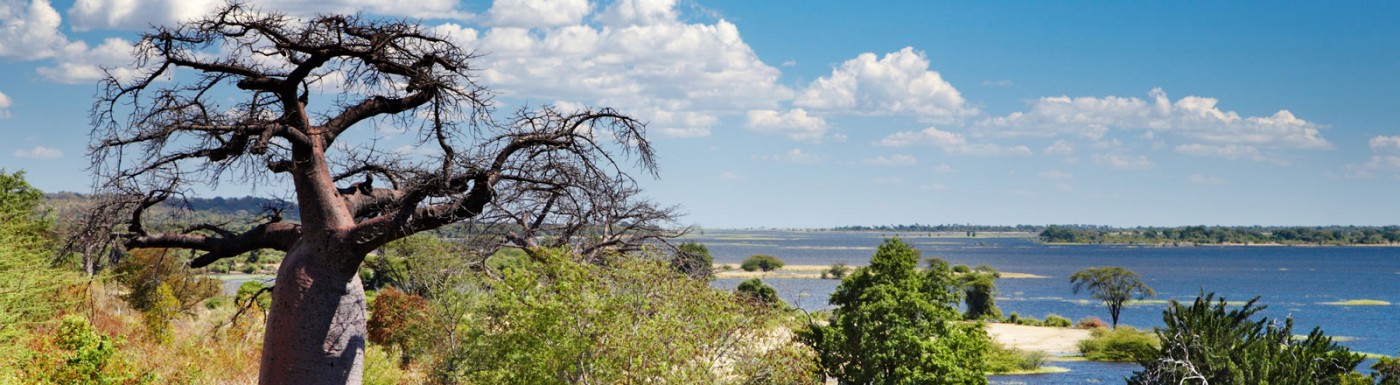 Baobab-Öl – Extrakt aus Baobab-Samen (biologisch & kaltgepresst) Baobab
