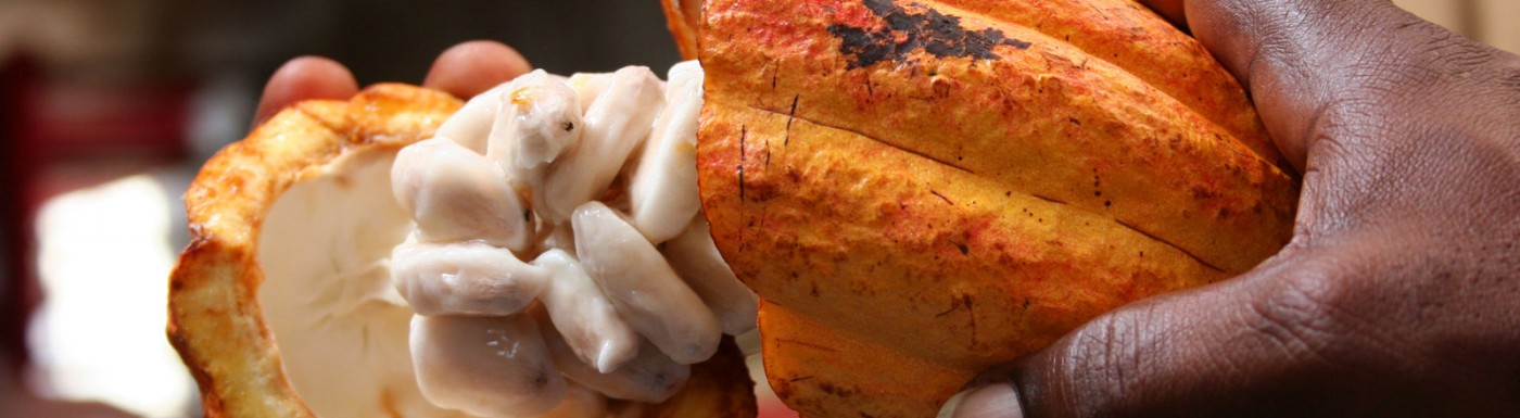 Kakaobutter – Pur Kakaobutter