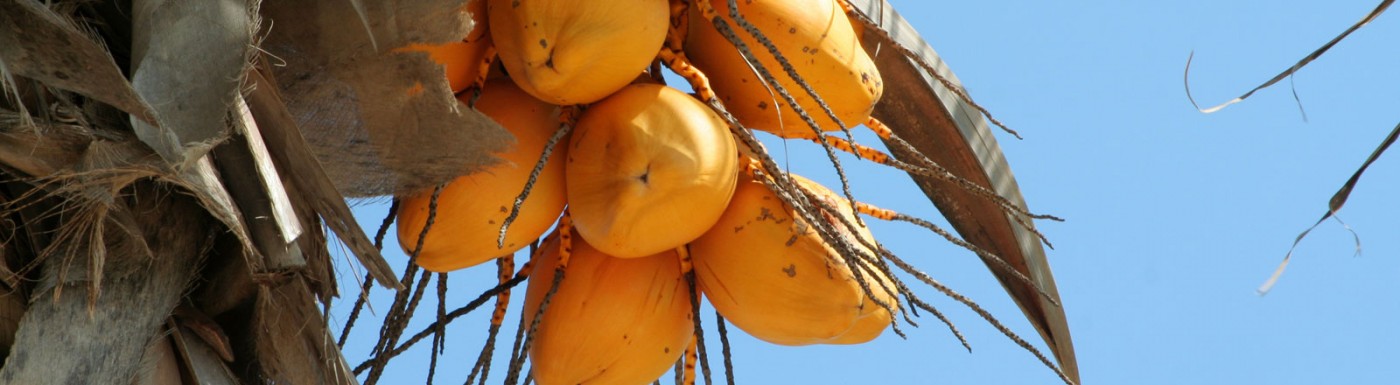 Olio di cocco Olio di cocco