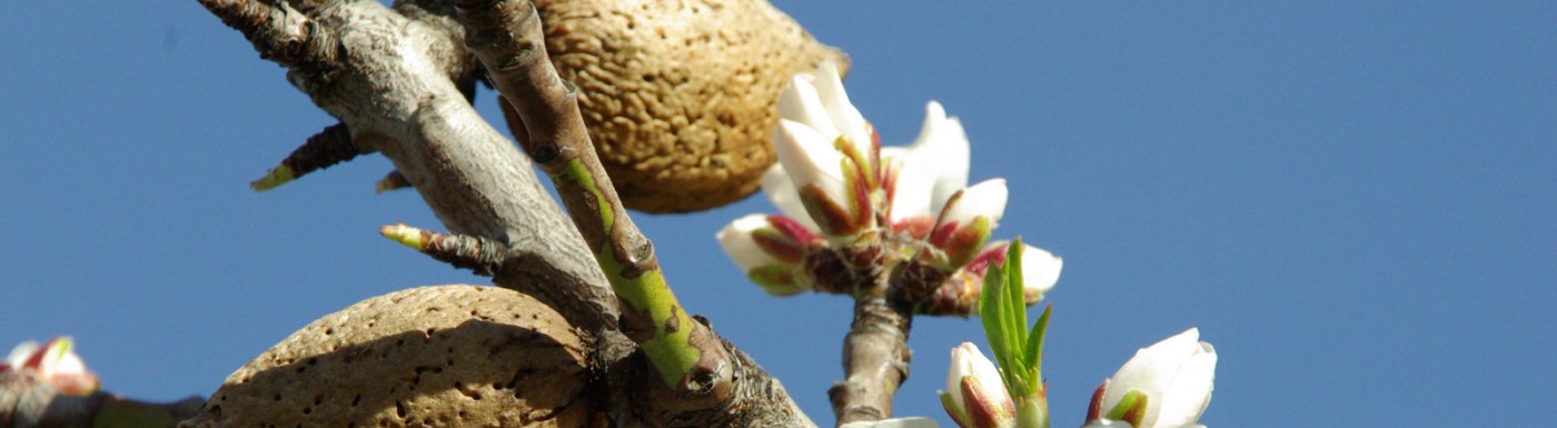 Olio di mandorle dolci