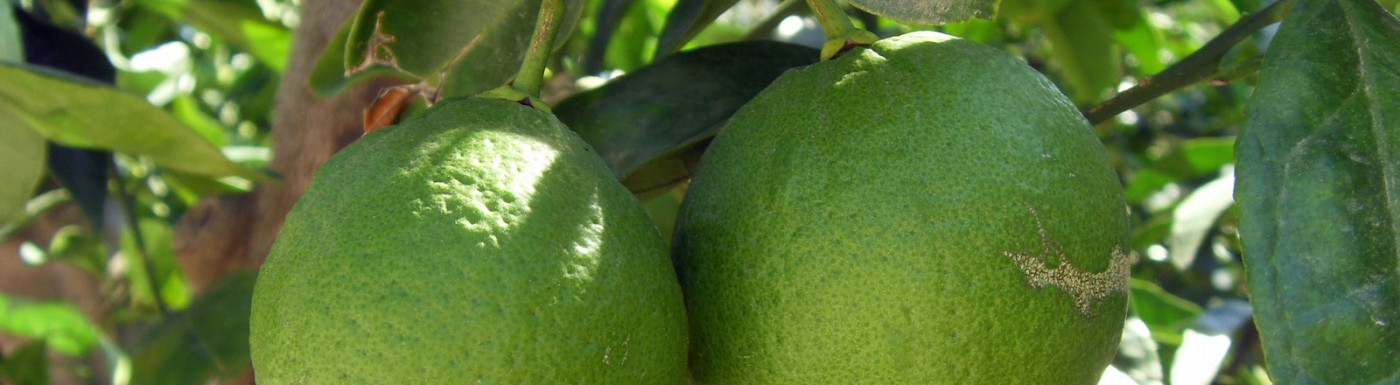 Olio essenziale di Bergamotto Bergamotto