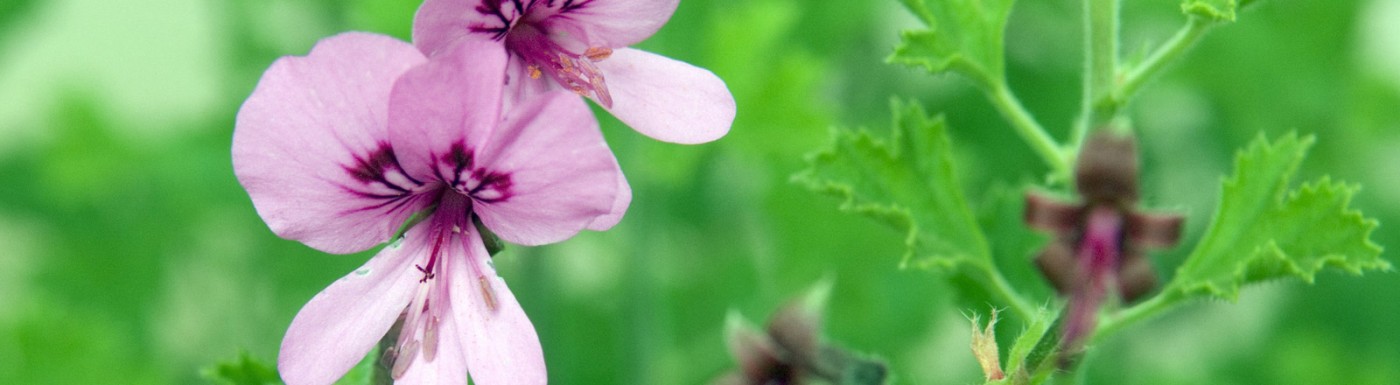 Olio essenziale di Geranio Geranio