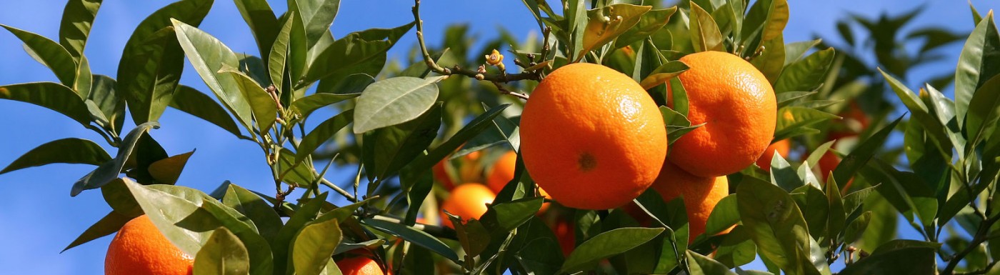 Olio essenziale di Mandarino Mandarino