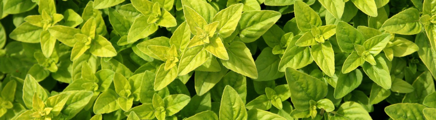 Olio essenziale di Origano Origano