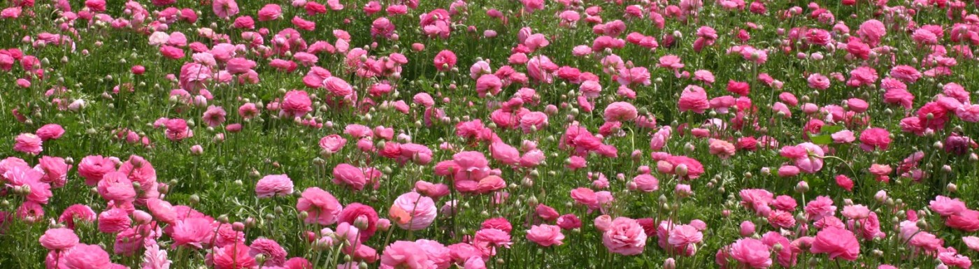 Olio essenziale di Rosa Rosa