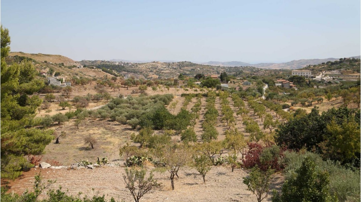 Il nostro olio di mandorle dolci